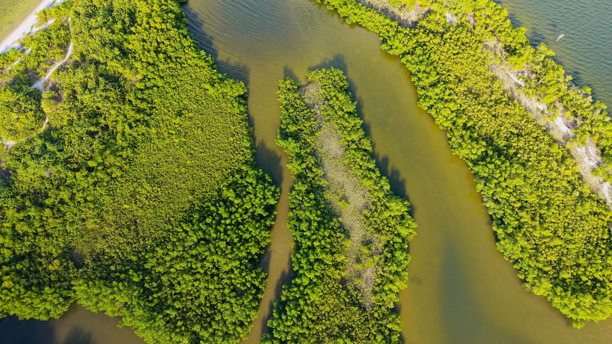 Vista aérea de um manguezal, com os canais de água barrenta se abrindo em leque entre a vegetação densa